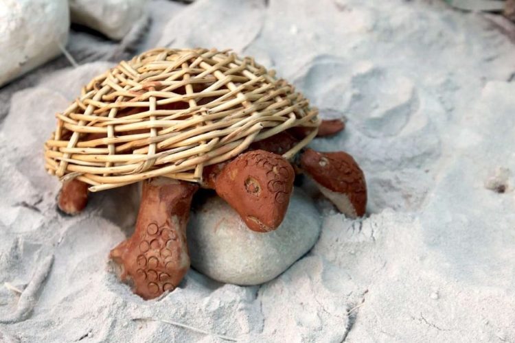 tortue